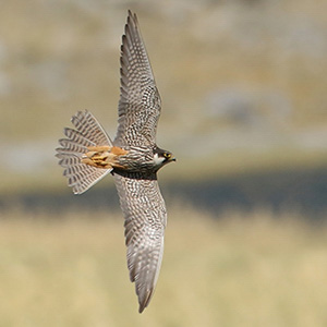 Eurasian Hobby